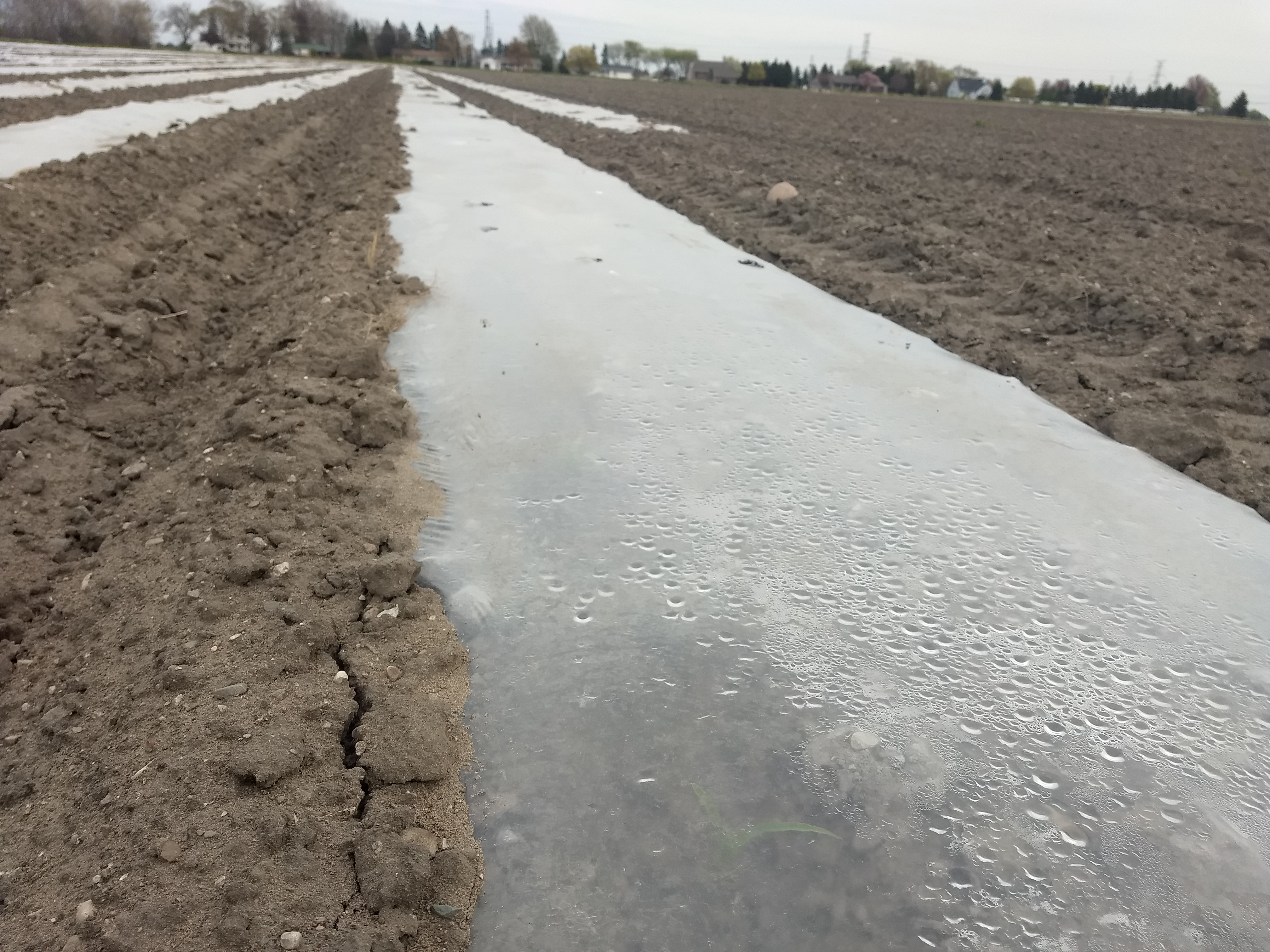 Plastic row covers sweet corn.